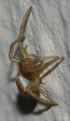 Giovane Araniella sp. - Rende (CS)